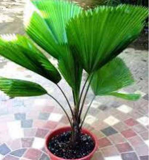 Pritchardia palm  - পিচির্ডিয়া পাম